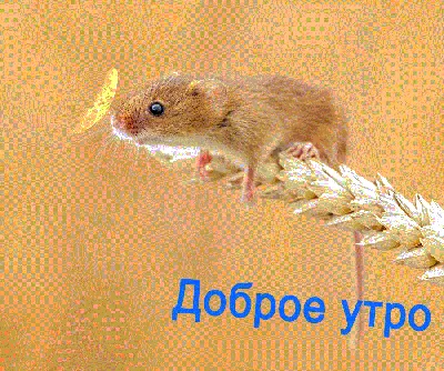 Pin by Маргарита Нягу on ДОБРОЕ УТРО-ДЕНЬ ГИФ in 2023 | Cute mouse, Animals
