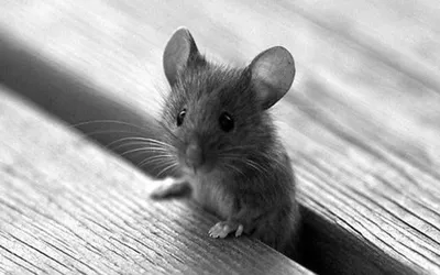 Белая мышка доброе утро на Невском…» — создано в Шедевруме