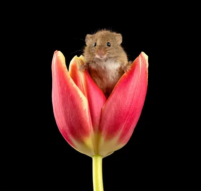 Доброе утро! маленькая, серая мышка …» — создано в Шедевруме