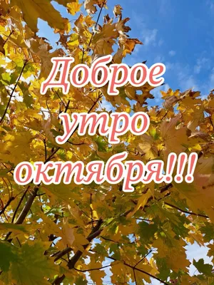 Доброго Осеннего Утречка! 11 ОКТЯБРЯ. #доброеутро #сдобрымутром #влада... |  TikTok