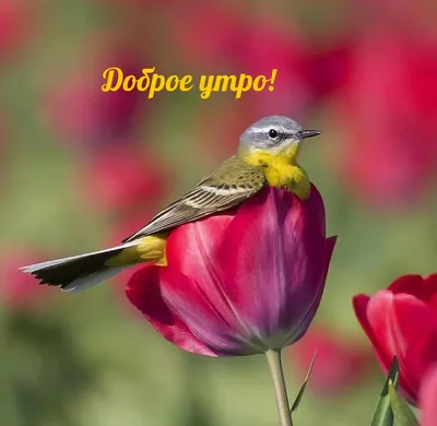 Кружка с принтом Доброе утро Ольга! — купить в интернет-магазине по низкой  цене на Яндекс Маркете