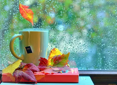 Картинки доброе утро осень дождь (61 фото) » Картинки и статусы про  окружающий мир вокруг