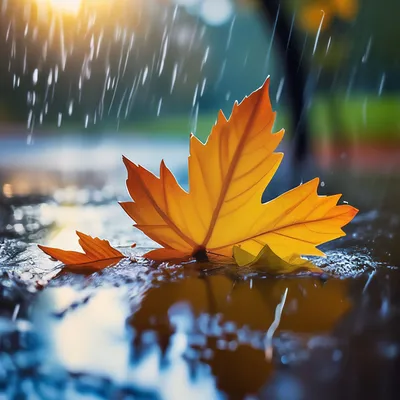 Доброе утро. Осень. Желтые листья. Дождь на стекле. Капли дождя. | Доброе  утро, Утренние сообщения, Открытки