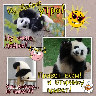 Всем доброе утро и отличного начала дня! 🐼 | Тип-Топ Панда Кофе | ВКонтакте