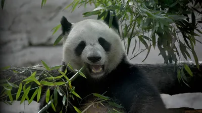 Доброе утро 🌞, панда на лужайке в…» — создано в Шедевруме