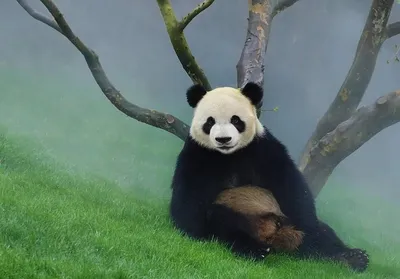 Доброе утро панда картинки фотографии