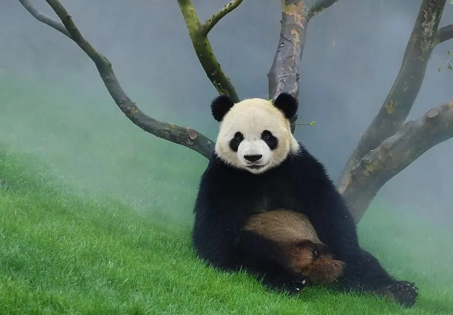 Panda wow - это любовь | Facebook