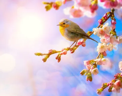 Создать мем \"птичка в цветах, добрый утро, доброе утро открытки\" - Картинки  - Meme-arsenal.com