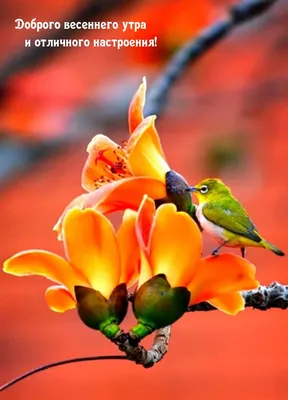 Картинки доброе утро птички солнце (59 фото) » Картинки и статусы про  окружающий мир вокруг