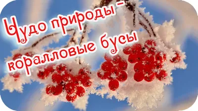 Зима рябина (91 фото) - 91 фото
