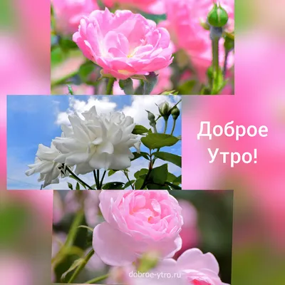 Картинки пожелания доброго утра с розами и надписями (50 картинок) 🌟