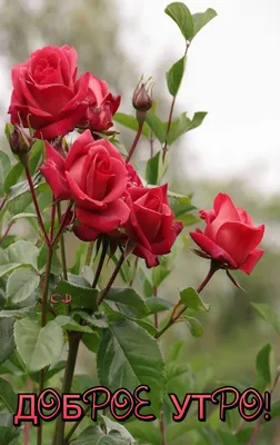 Доброе утро!!! | Beautiful roses, Montreal botanical garden, Flowers