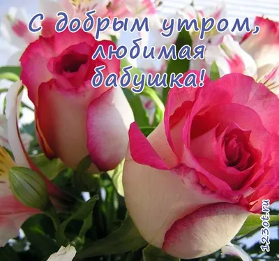 Доброе утро💗💗💗 Розы много не бывает👌 101 ароматная Pink Floyd💗 70см💗  | Instagram