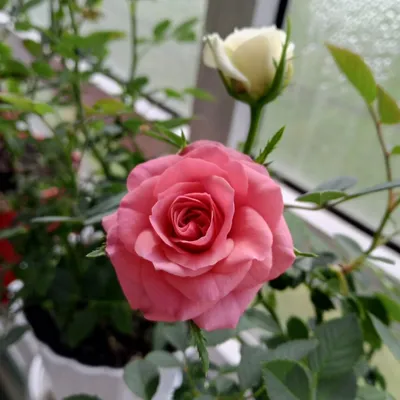Открытка доброе утро со скрипкой и красивым букетом роз