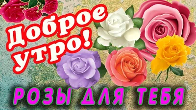 Открытка с добрым утром, бабушка! Розы в поле. Живые розы. Розовые розы.  Открытка для бабушки! Доброе утро! Открытки! Поздравок!