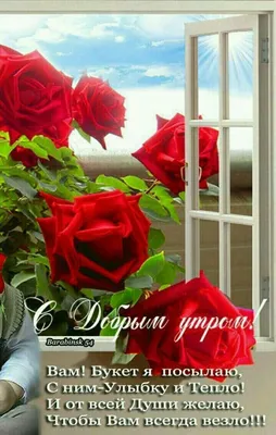 Доброе утро! Хорошего дня! Приятного отдыха! Мои любимые розы. Удачи!  🌹🌹🌹 | Instagram