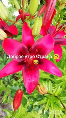 Алина Г. on X: \"@ValentinaSh7 Валюша, родная, спасибо!🤗 С добрым утром!  Наливаем кофе, создаём в сердце уют, раздаём всем улыбки, притягиваем удачу  и летим...💃 А вот эти милые осенние цветочки-сентябринки, цветы веры