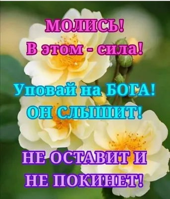 С добрым утром, \"Птички\"! — обсуждение в группе \"Разговоры обо всем\" |  Птичка.ру