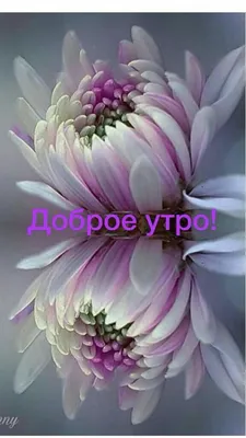 Pin by Lina on Доброе утро, вечер и день | Good morning flowers gif, Good  afternoon, Good morning flowers