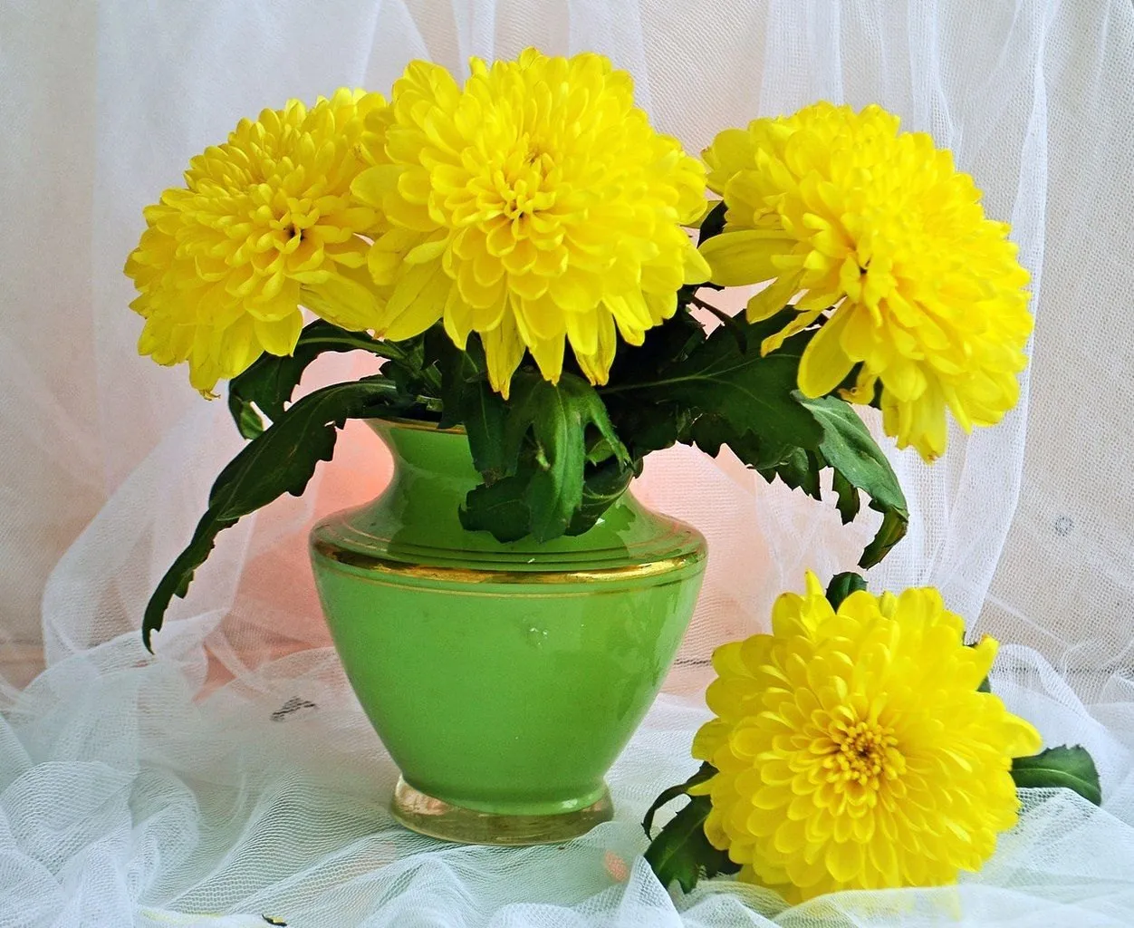Желтое доброе утро картинки. Жёлтые хризантемы. Хризантемы в вазе. Букет хризантем в вазе. Хризантема в горшке.