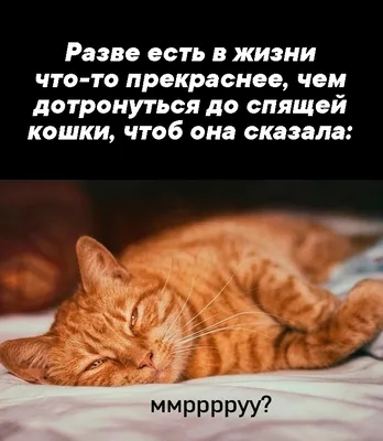 🐱 МИЛЫЕ КОТИКИ ХОТЯТ ПОЖЕЛАТЬ ВАМ ДОБРОГО УТРА 🐱САМОГО ДОБРОГО УТРЕЧКА  🐱ОТЛИЧНОГО ВСЕМ НАСТРОЕНИЯ 🐱 - YouTube