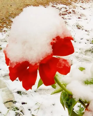 Первый снег! С Первым Снегом. Поздравление.😘🌷 Красивая музыкальная  открытка - YouTube