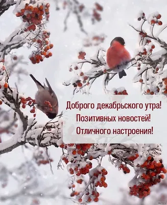 картинки с добрым утром зима с новым годом 1 января｜Поиск в TikTok