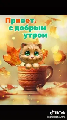 ЛЕТНЕЕ 🐾😽💗😸🐾 УТРО ДОБРОЕ! | Объятия животных, Иллюстрации кошек, Самые  милые животные