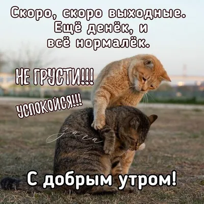 Доброе утро шутки картинки фотографии