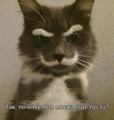Прикольные картинки \"Доброе утро\" 👍 😄 (325 шт.) | Смешные открытки, Юмор  о настроении, Позитивные цитаты