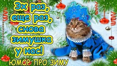 Шутки природы: фотоподборка питомцев с очень оригинальным окрасом |  Удивительный мир | Дзен
