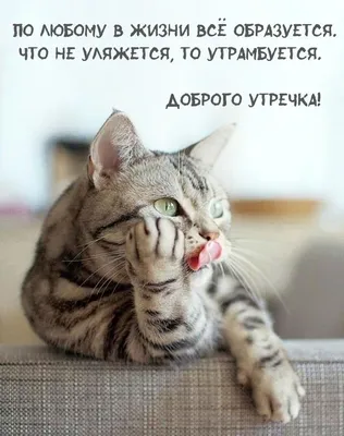☀️ . . . . . . #юмор#смешное#длянастроения##добрыйвечер#спокойнойночи# доброеутро#умныеслова#шутки#смешныевидео#мотивация#фото#деньрождения |  Instagram