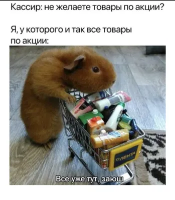 Доброе утро, заечки-котички!😻 Выспались, мои хорошие?? #мем #шутки #юмор  #сон #фотоскотиками #котики #гештальт #психотерапия… | Instagram
