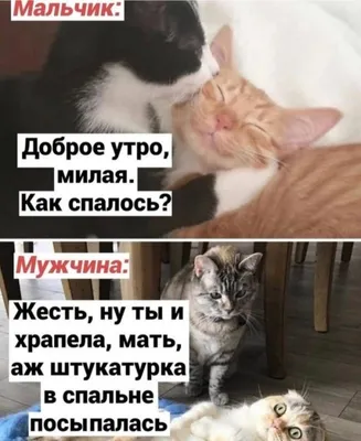 Позитивные картинки \"Доброе утро!\" 😄 👇 (261 шт.) | Смешные открытки,  Счастливые картинки, Веселые мысли