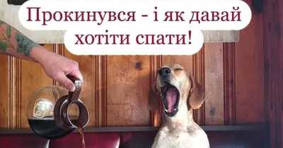 Юмор от подписчиков - смешные картинки и анекдоты | Бросаем пить вместе |  Дзен