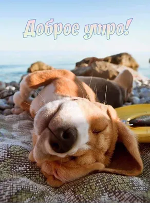 ДОБРОЕ УТРО! 🍁💐💜🍂🏵🍂💜💐🍁 ОСЕННЕЕ УТРЕЧКО! | Смешные морды собак,  Домашние собаки, Доброе утро
