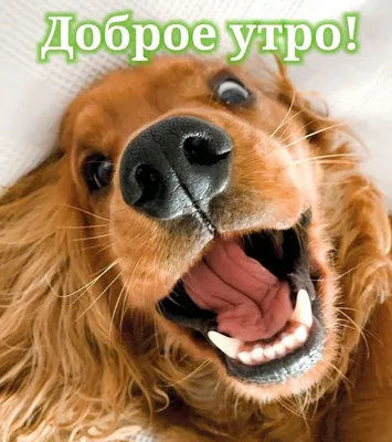Доброе утро!❤🐕 Хорошего дня!❤🐕 #моясобака #мойпес #собака #собакадруг  #собакадругчеловека #котикособачки #dog #doglover #doglovers | Instagram