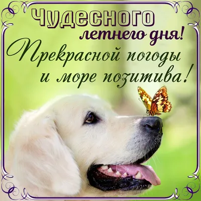 ДОБРОЕ УТРО! ⛄🍎🌞🍎⛄ ТЕПЛА и ДОБРА ВАМ ! ❤🌲😉❄💐⛄😘🌲⛄😋❄❤ Улыбнись, и  весь мир улыбнется тебе в ответ! ❄🌞🌨 | Собаки, Доброе утро, Собачки