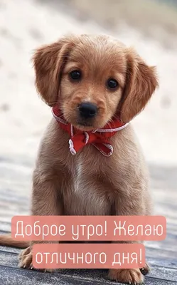 Собака-улыбака: начни свой день с улыбки. Фотоподборка в помощь |  Удивительный мир | Дзен