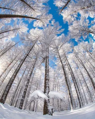 Доброе зимнее утро среды - самые новые открытки (30 ФОТО)