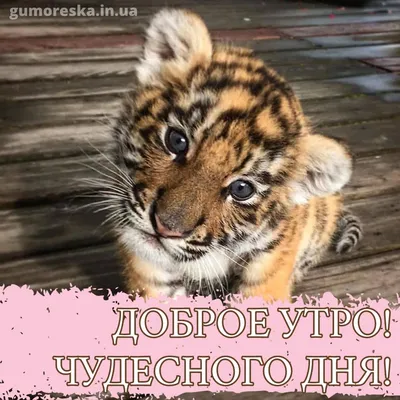 Картинки милого тигра - 69 фото