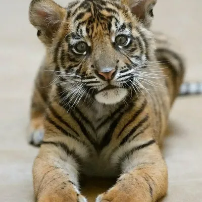 Открытки с тигром с днём рождения скачать бесплатно