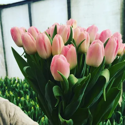 Доброе утро с тюльпанами - 80 фото