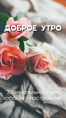 Кружка Цветная Доброе Утро, Мы Из Украины (9762-3697-OG) Оранжевый — Купить  на BIGL.UA ᐉ Удобная Доставка (1752907803)