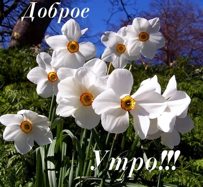 Доброе утро,Весна! — конкурс \"Весна идет, весне - дорогу (любители)\" —  Фотоконкурс.ру