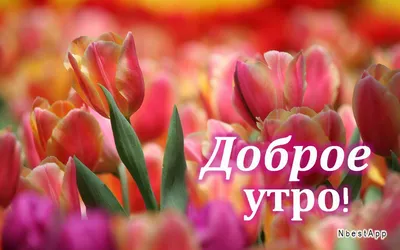 Доброе Утро! Цените, Люди, Что Имеете! Красивая Музыкальная Открытка!  Читает Владимир Фёдоров | Екклесиаст | Дзен