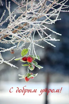 Доброе утро зима картинки красивые (54 лучших фото)