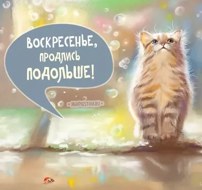 доброе воскресное утро: 2 тыс изображений найдено в Яндекс.Картинках |  Смешные открытки, Открытки, Веселые картинки