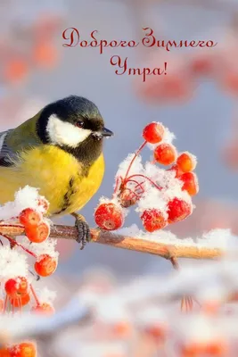 Снежное доброе утро открытки - 69 фото