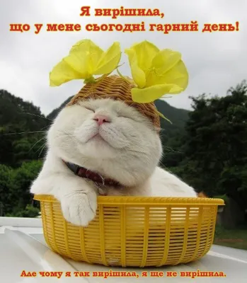 Картинки Гарного дня! | Cat art, Animals and pets, Animals